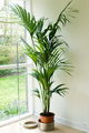 Howea Forsteriana